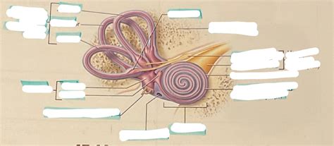 Inner Ear Diagram A&P 2 OBU Diagram | Quizlet