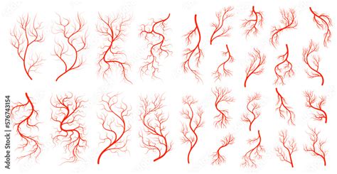 Red Veins Anatomy Blood Vein Artery Human Circulatory System Blood