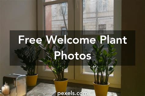 1000+ Great Welcome Plant Photos · Pexels · Free Stock Photos