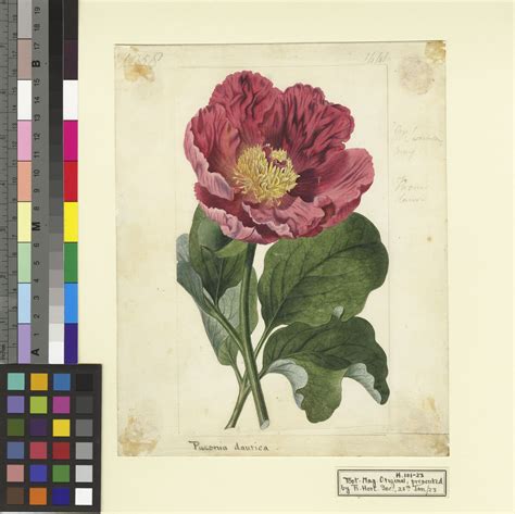 Paeonia Daurica Andrews Plants Of The World Online Kew Science