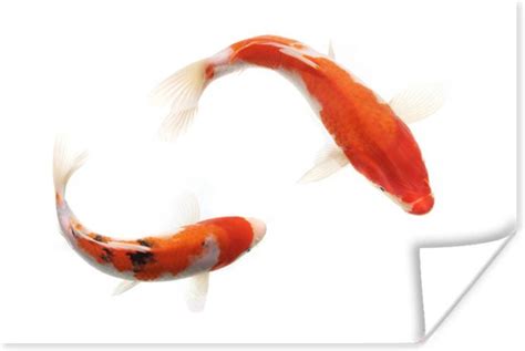 Poster Koi Karpers 60x40 Cm Bol