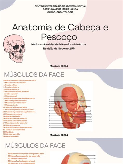 Revisão 2UP Anatomia Cabeça e Pescoço | PDF | Cabeça e pescoço humano ...