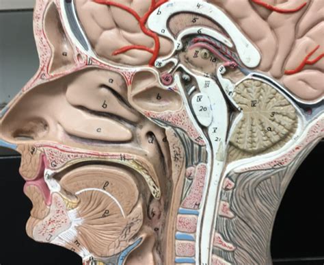 Aandp Ii Lab Sagittal Head Model Diagram Quizlet