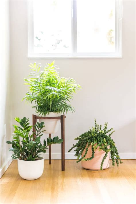 How to Celebrate National Houseplant Appreciation Day | Apartment Therapy