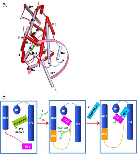 Ligand Induced Positioning Of Helix 12 Into The Active Conformation Download Scientific