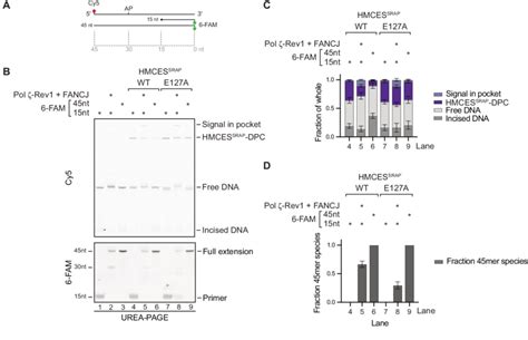 Translesion Synthesis Across An Hmces Dpc Can Trigger Reversal In