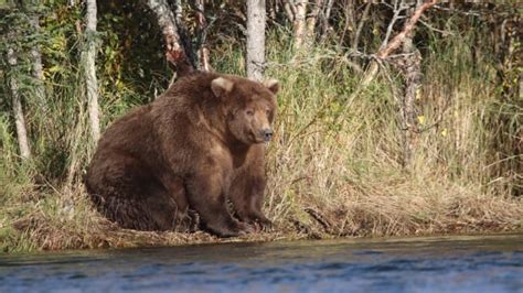 And the fattest bear in Alaska is ... this rotund mother bear | CBC News