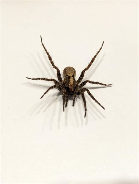 Wolf spider molt? : r/spiders