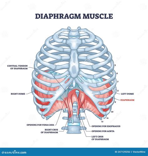 Diaphragm Muscle As Body Ribcage Dome Muscular System Outline Diagram Stock Vector ...