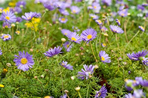 Flores de Primavera | Quicoto Blog - Fotografía