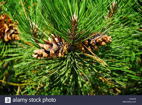 Black Pine Tree Stock Photos And Black Pine Tree Stock Images Alamy