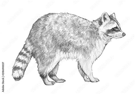 Raccoon Drawings In Pencil