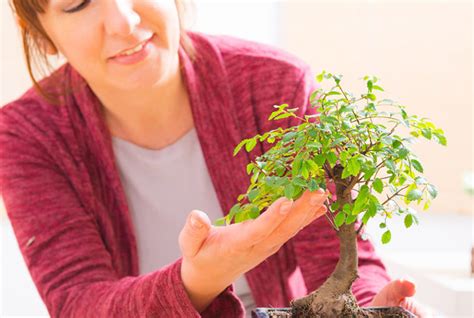 Come Curare Un Bonsai Tutti I Consigli Cose E Case