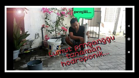 Mengatasi Lumut Pada Instalasi Hidroponik Youtube