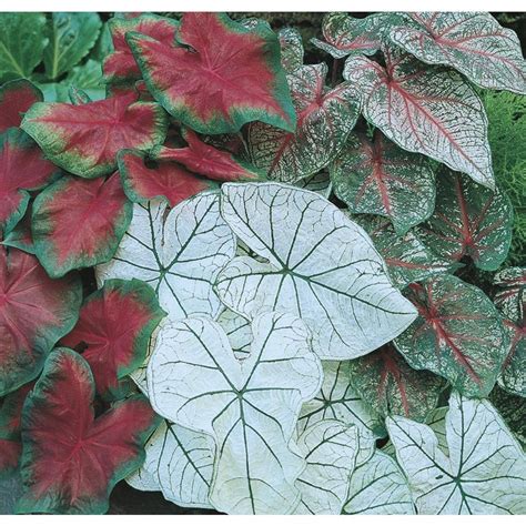 Garden State Bulb Pack Elephant Ear Caladium Mix Bulbs L At