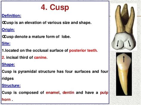 Introduction To Dental Anatomy