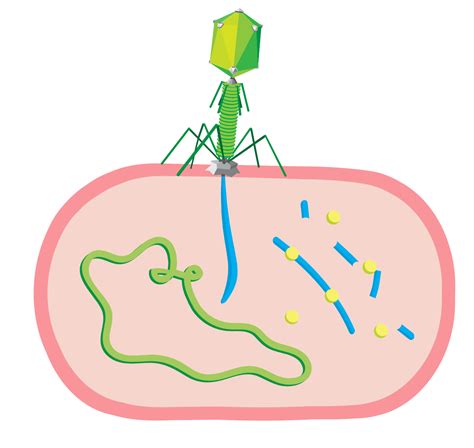 Microbiology Animations The Good The Bad And The Ugly Typography