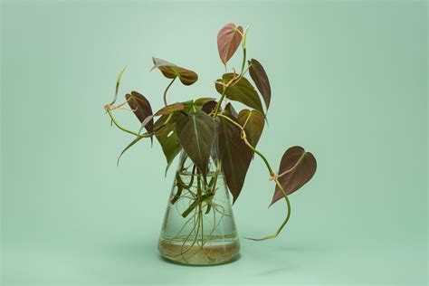 Propagating Philodendron: A Step-by-Step Guide to Lush Houseplants ...