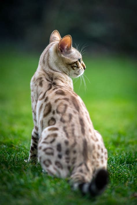 Snow Bengal Cat Facts | silver bengal cat