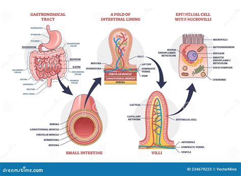 Small Intestine With Scientific Gastrointestinal Structure Outline Diagram Stock Vector