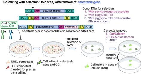 Ijms Free Full Text Selecting For Crispr Edited Knock In Cells