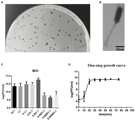 Frontiers Enterococcus Faecalis Bacteriophage Vb Efas Efap