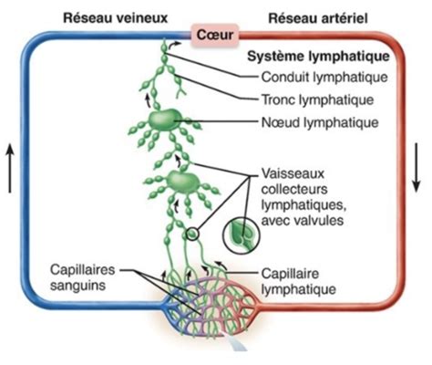 système lymphatique Flashcards Quizlet