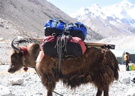 Colangma Exploratory Himalaya Alpine Guides