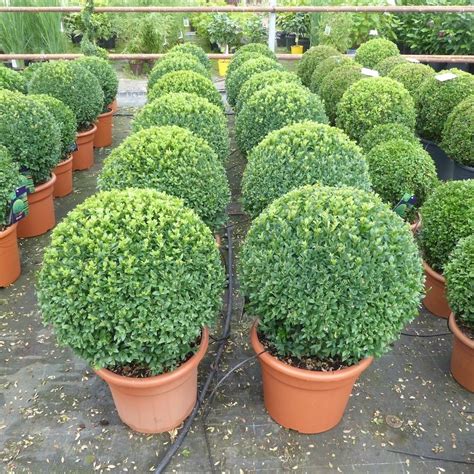 Buxus Ball Ball Shaped Topiary Plants Online Charellagardens