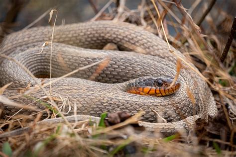 Top Venomous Snakes In North Carolina