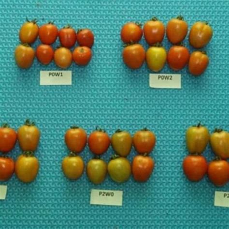 Shape Of Tomato Fruit Size In Each Treatment Download Scientific Diagram