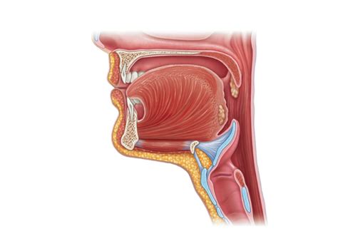 Chapter 23 Digestive System Anatomy Diagram Quizlet