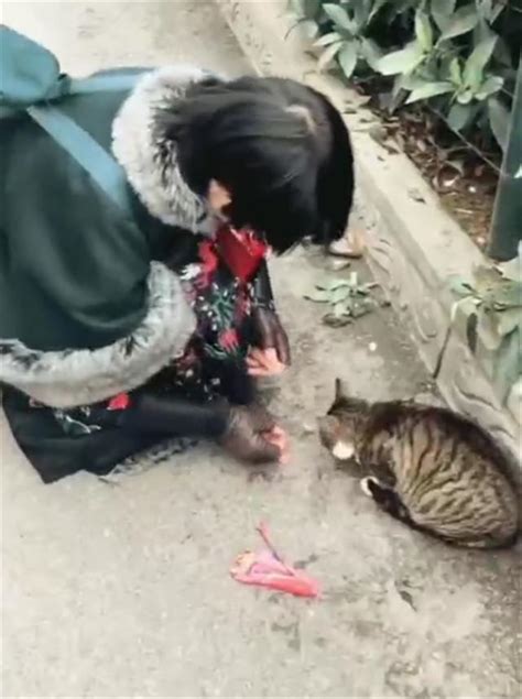 流浪猫被狗追上树，狗走后猫恐高不敢下来，好心人的举动暖心了猫咪狗子流浪猫新浪新闻