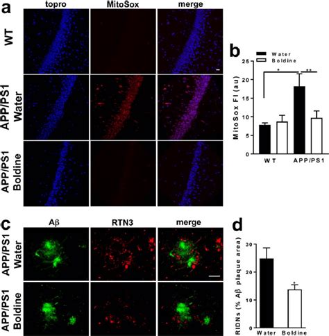 FIG URE 7 Reduced neuronal damage in the hippocampus of APP/PS1 mice ... 