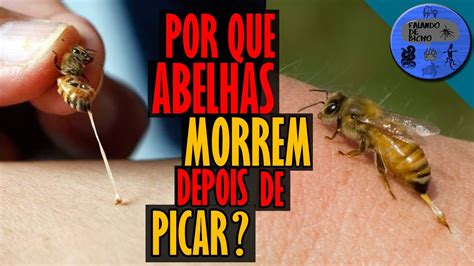 Por que as ABELHAS MORREM depois de PICAR Elas perdem o ferrão e só