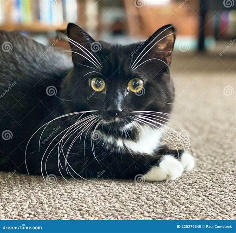 Black and White Tuxedo Cat with Long Whiskers. Stock Photo - Image of ...