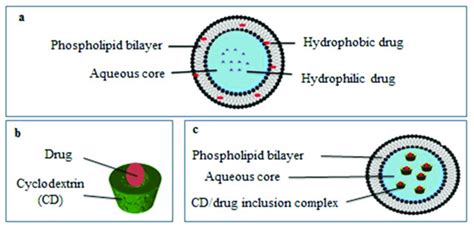 The Structure Of A Liposome A Cyclodextrin Drug Inclusion Complex