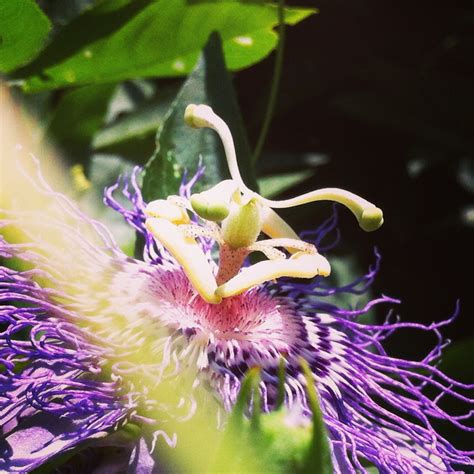 Passionflower Passiflora Incarnata Herbal Tincture For Etsy