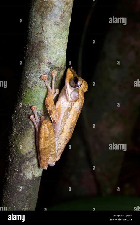 Small Eared Treefrog Hi Res Stock Photography And Images Alamy