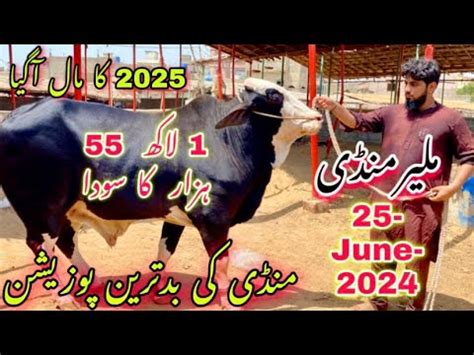 Malir Mandi Cattle Rates Update 25 June 2024 2025 Ka Mal Agya Malir