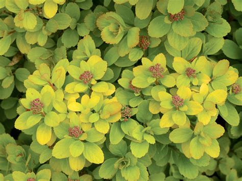 Spirea Betulifolia Tor Gold®