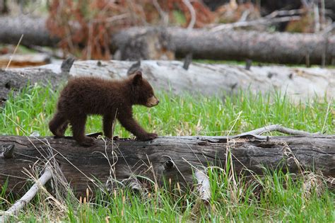 The Babies Are Coming Cody Yellowstone