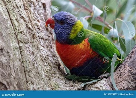 Periquito Australiano Del Arco Iris Que Se Sienta En Un árbol Imagen De