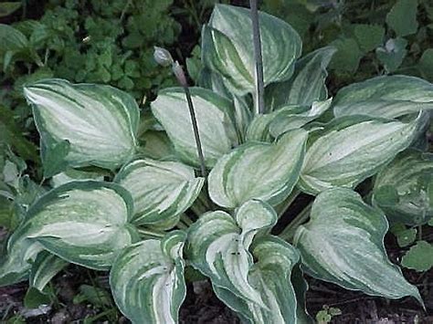Хоста Ghost Spirit (Гост Спирит) for Beautiful Garden Foliage