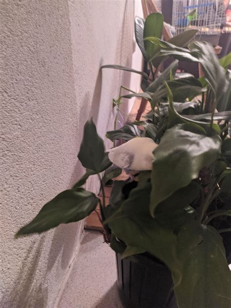 what happens if parrot hiding at home 2