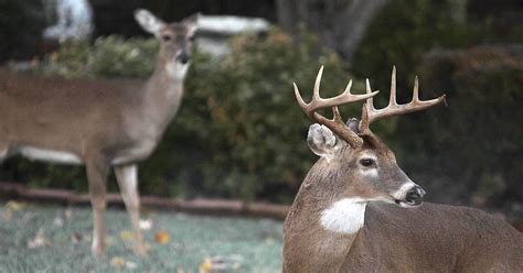 Urban hunting proposed to thin Springfield's deer population