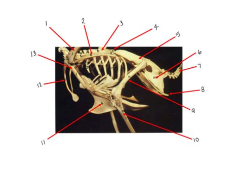 Chicken Anatomy Flashcards Quizlet