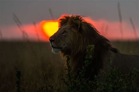 Stunning Photos Of Masai Mara Kenya At Sunrise And Sunset African