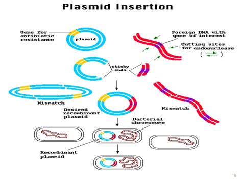 Recombinant Dna Technology Main Ppt