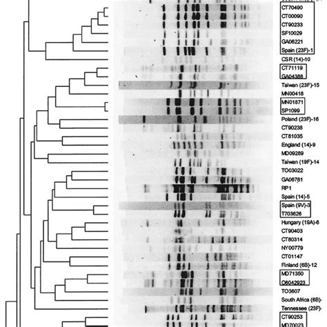 Dendrogram Illustrating Clonal Relationships Among Lnsp And